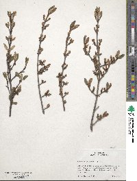 Shepherdia canadensis image