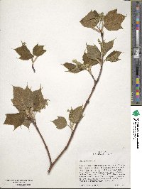 Acer pensylvanicum image