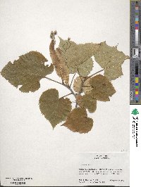 Tilia americana image