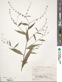 Image of Paracynoglossum asperrimum