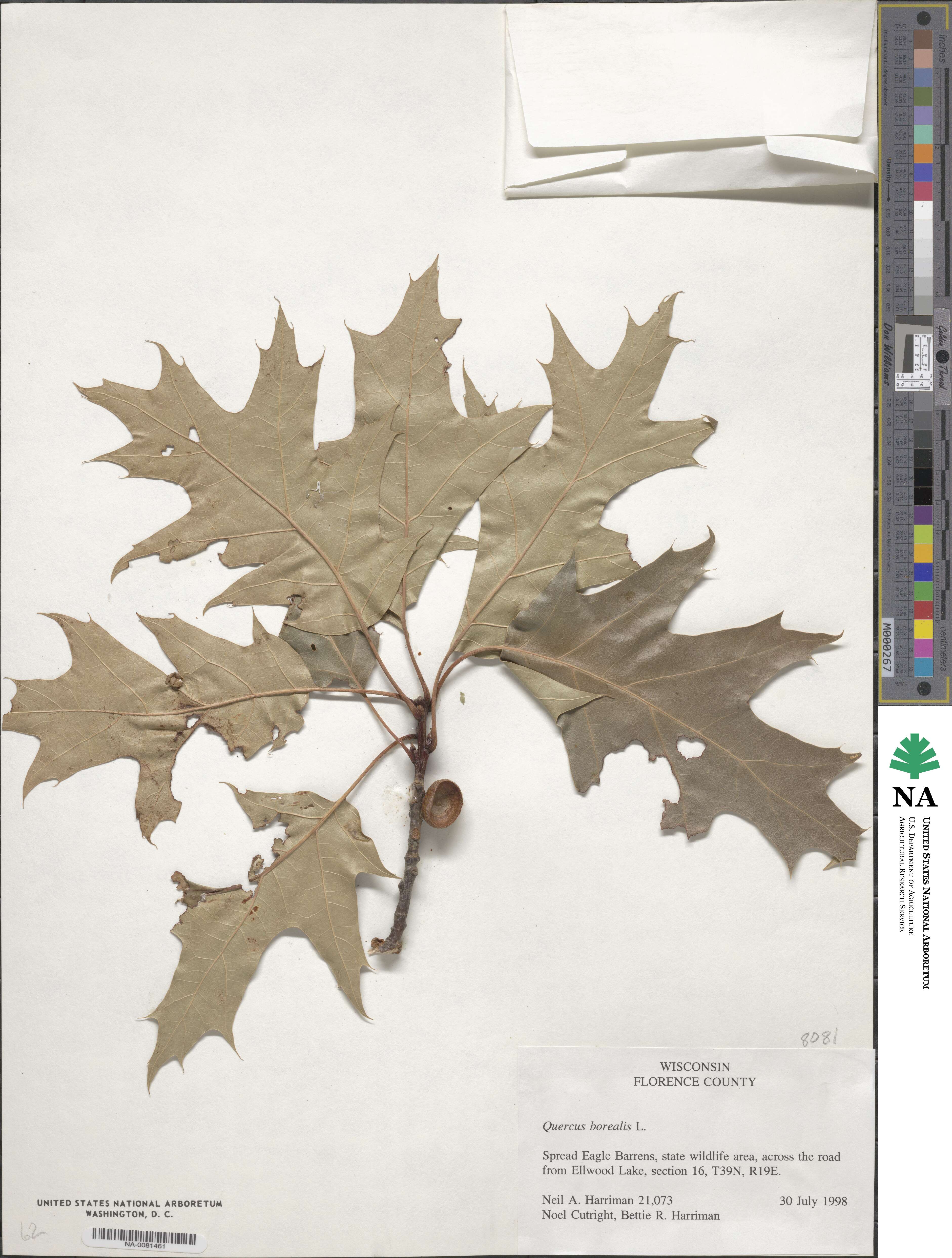 Quercus rubra image