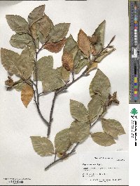 Fagus orientalis image