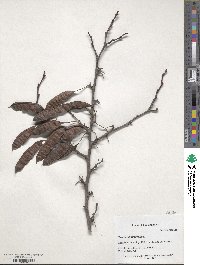 Cercis siliquastrum image