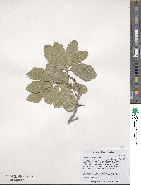 Quercus virginiana image