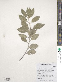 Quercus ilex image