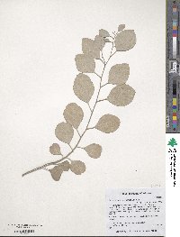 Eucalyptus polyanthemos image