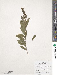 Spiraea alba image