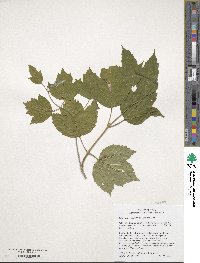 Viburnum opulus image