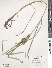 Carex lupulina image