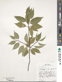 Prunus pensylvanica image