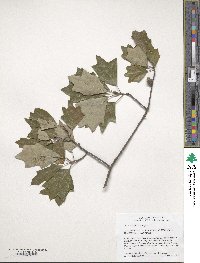 Quercus ilicifolia image