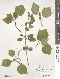 Acer davidii image