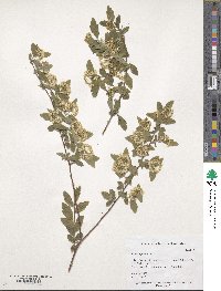 Spiraea pubescens image