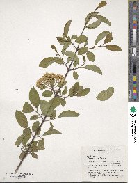 Viburnum prunifolium image