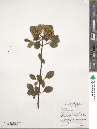 Viburnum prunifolium image