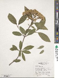 Viburnum cassinoides image