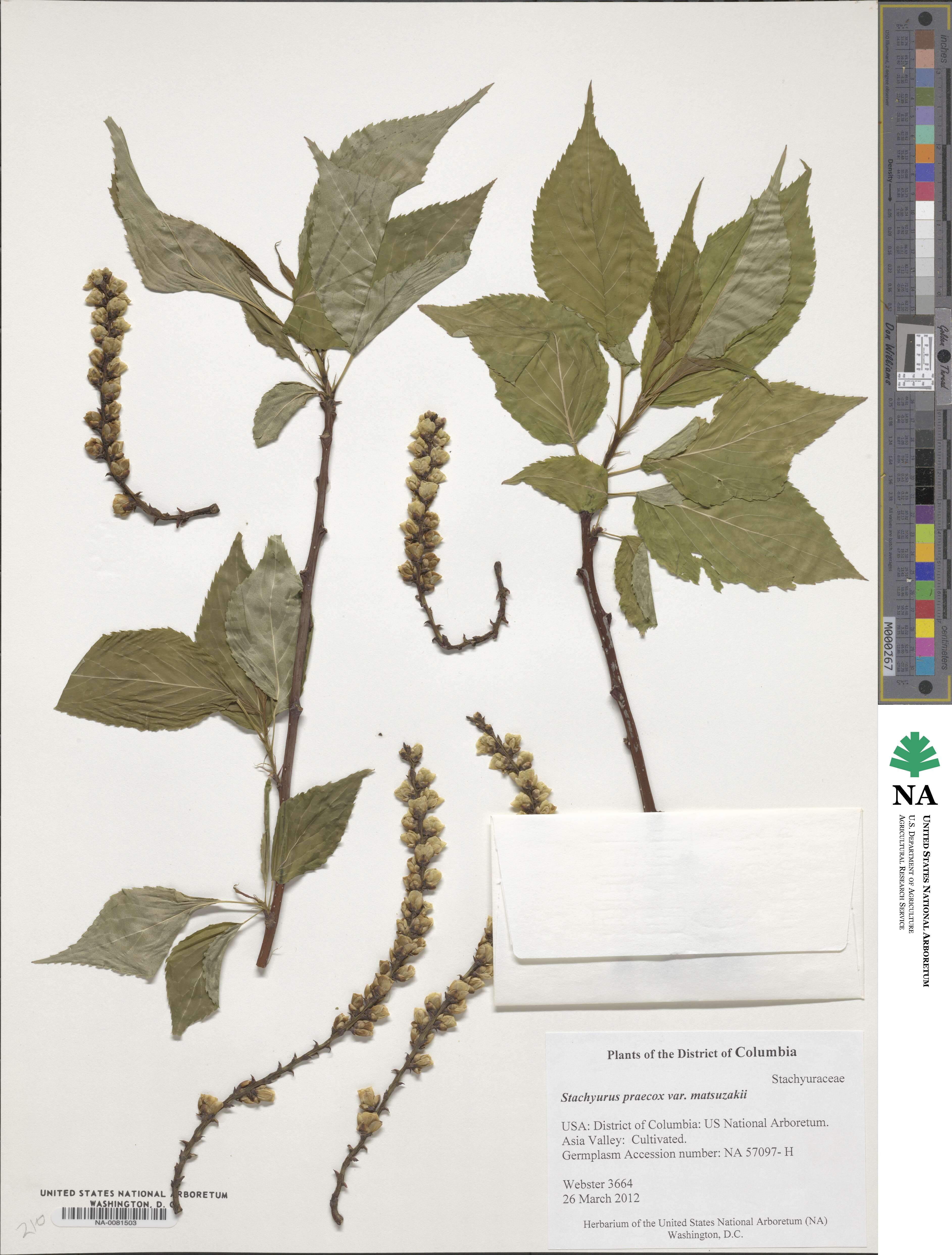 Stachyurus image