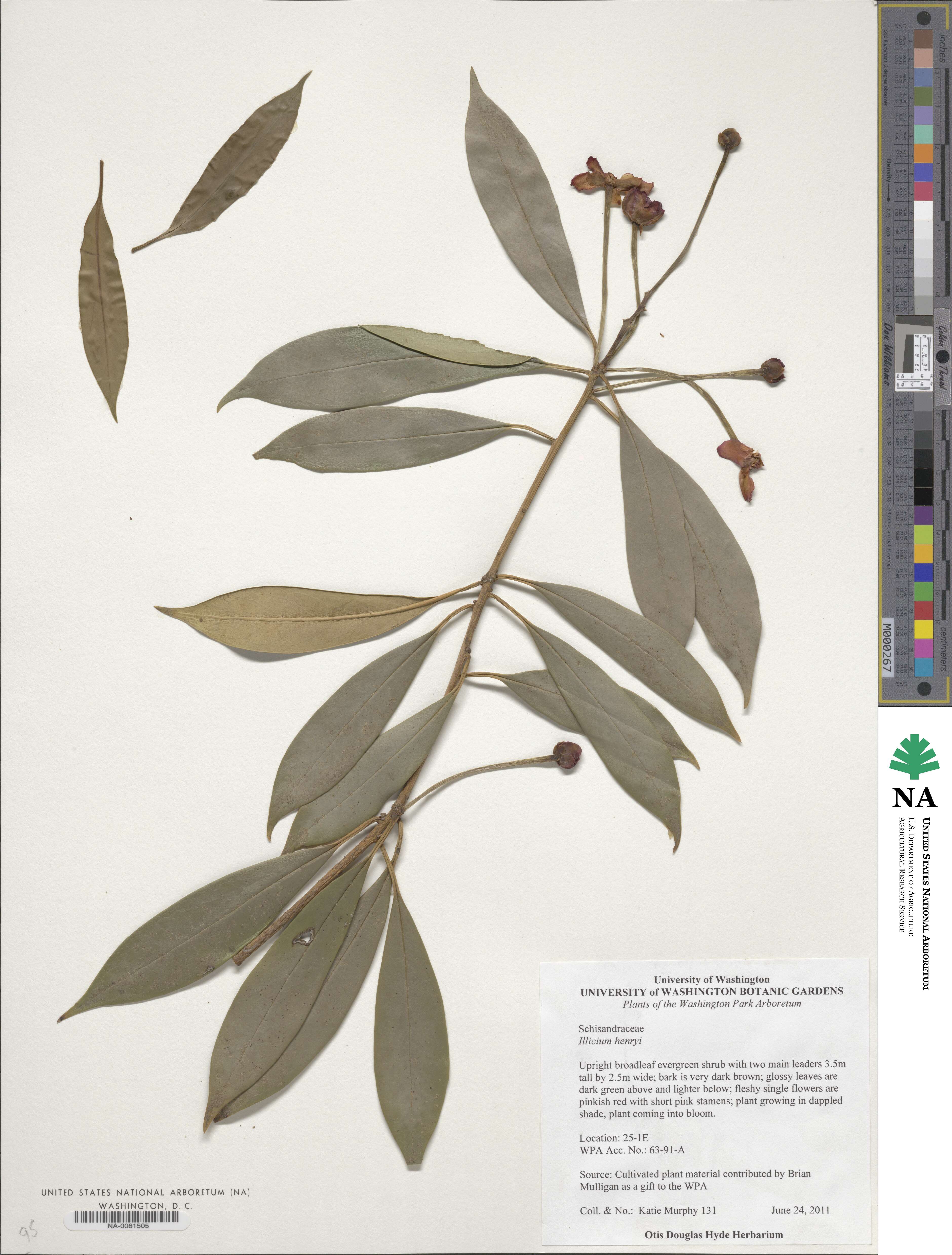 Illicium henryi image