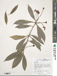 Illicium henryi image