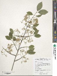 Euonymus phellomanus image