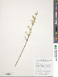 Jasminum nudiflorum image