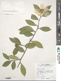 Camellia oleifera image