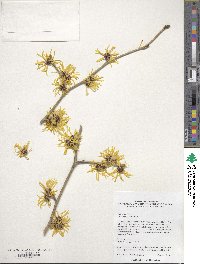 Hamamelis mollis image