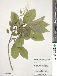 Chionanthus virginicus image