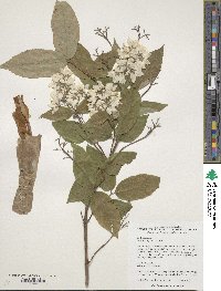 Deutzia longifolia image