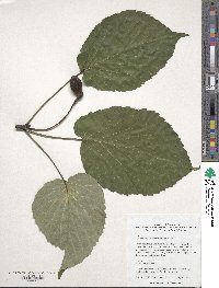 Davidia involucrata image