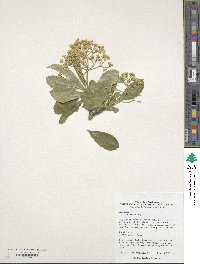 Viburnum sieboldii image