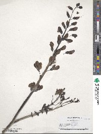 Baptisia australis image