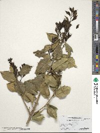 Ilex opaca image