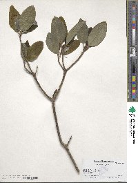 Magnolia virginiana image