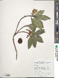 Arbutus unedo image