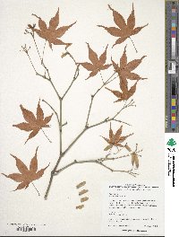 Acer palmatum image