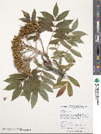 Sorbus commixta image