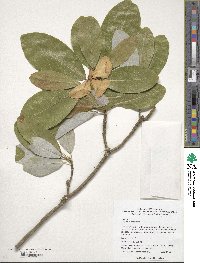Magnolia virginiana image