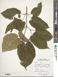 Acer distylum image