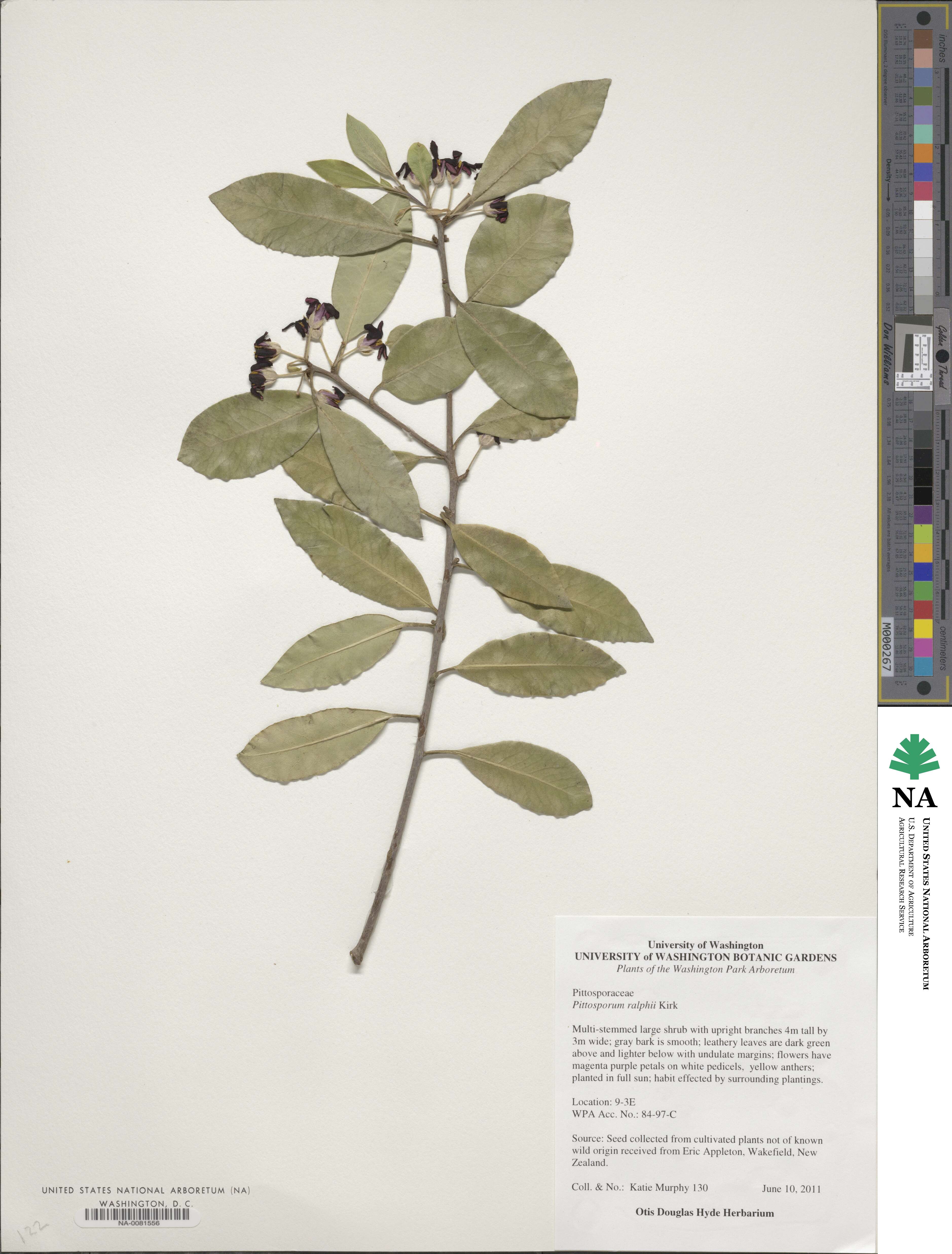 Pittosporum ralphii image