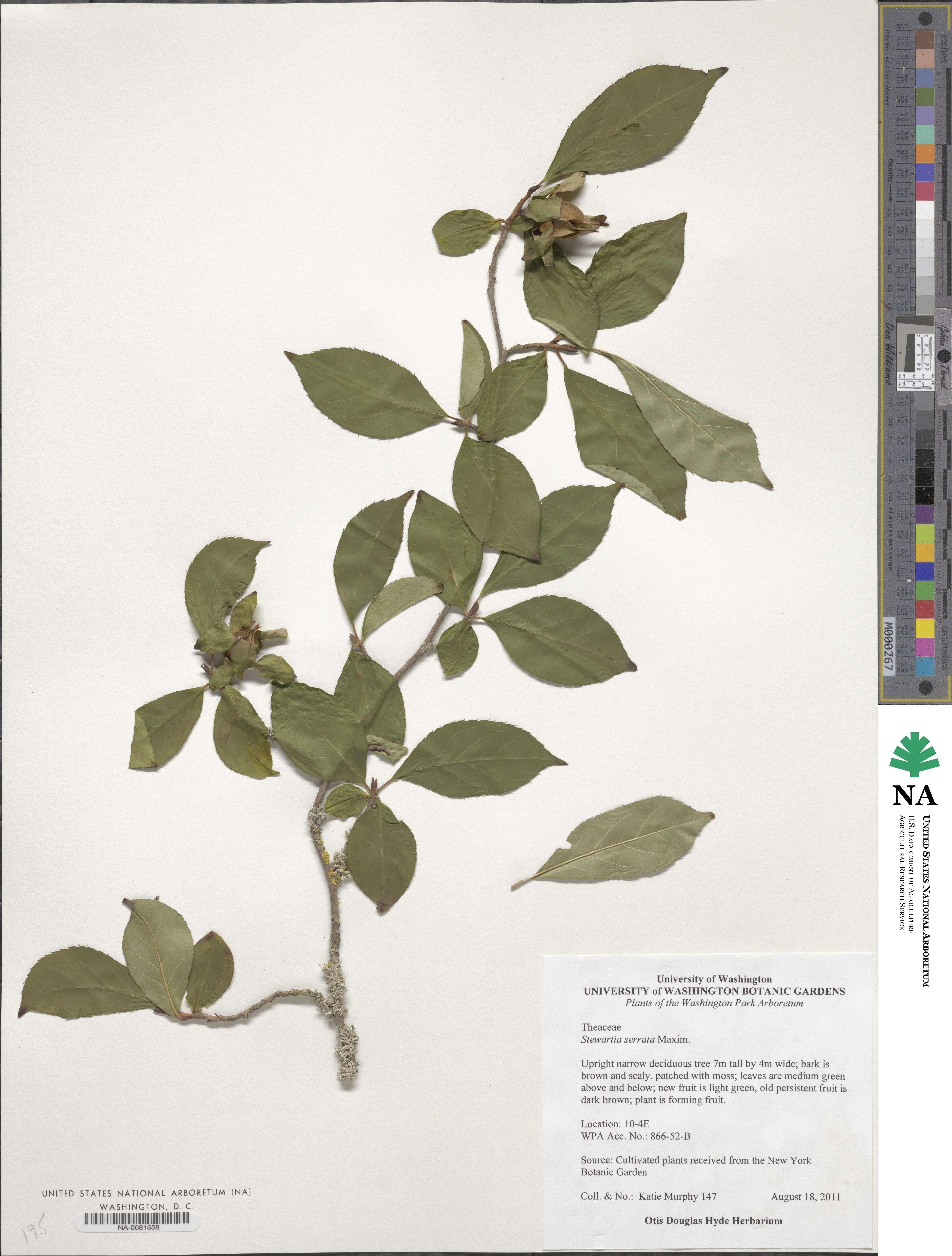 Stewartia image