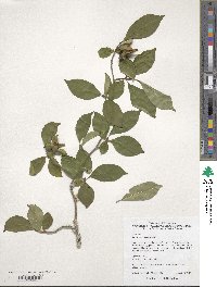 Stewartia serrata image