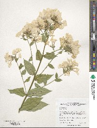 Phlox paniculata image