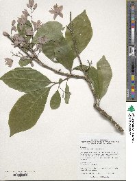 Alniphyllum fortunei image