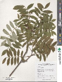 Sorbus commixta image