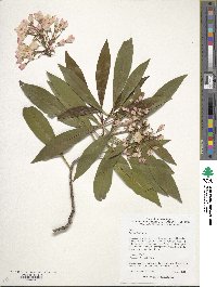 Kalmia latifolia image