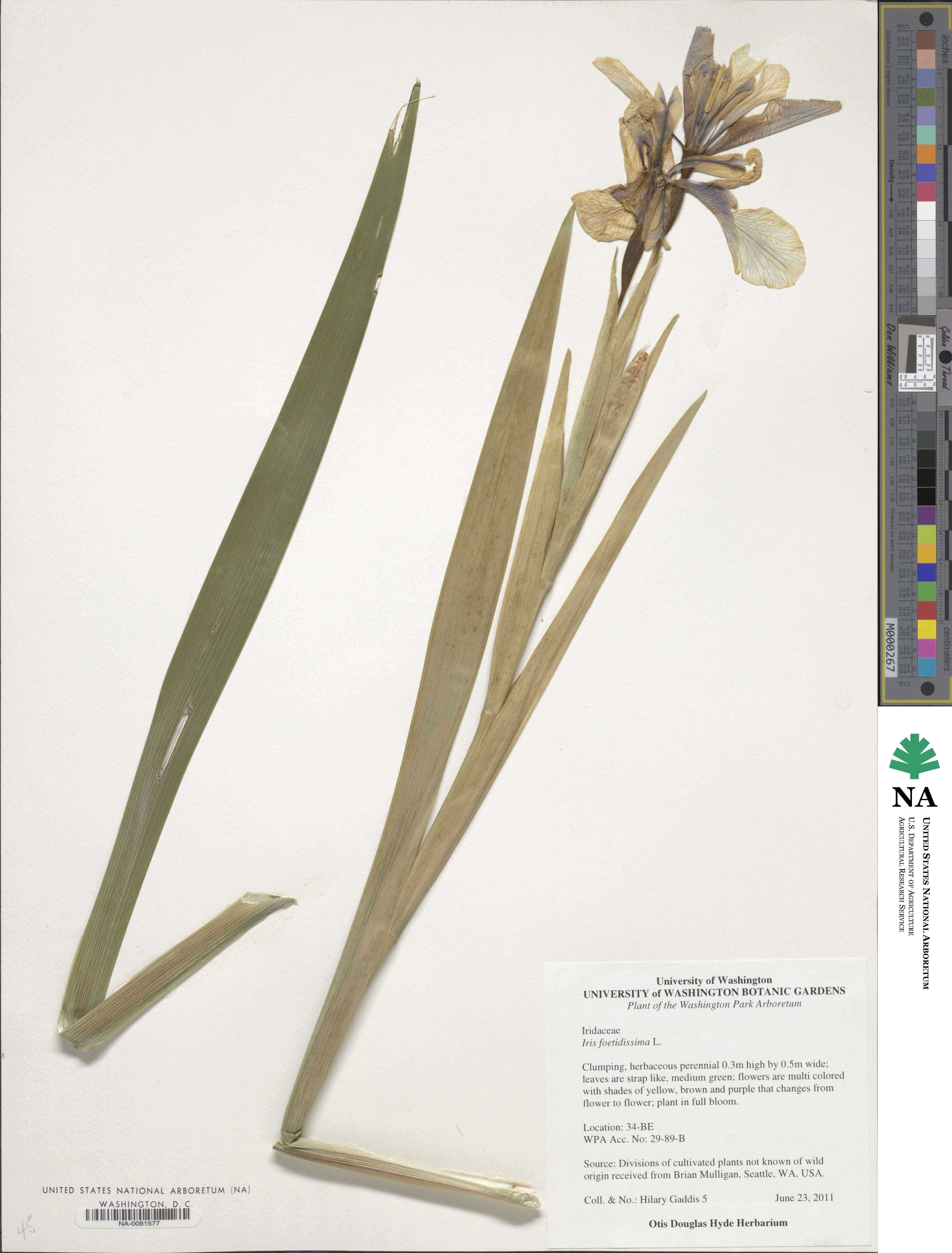 Iris foetidissima image