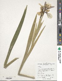 Iris foetidissima image