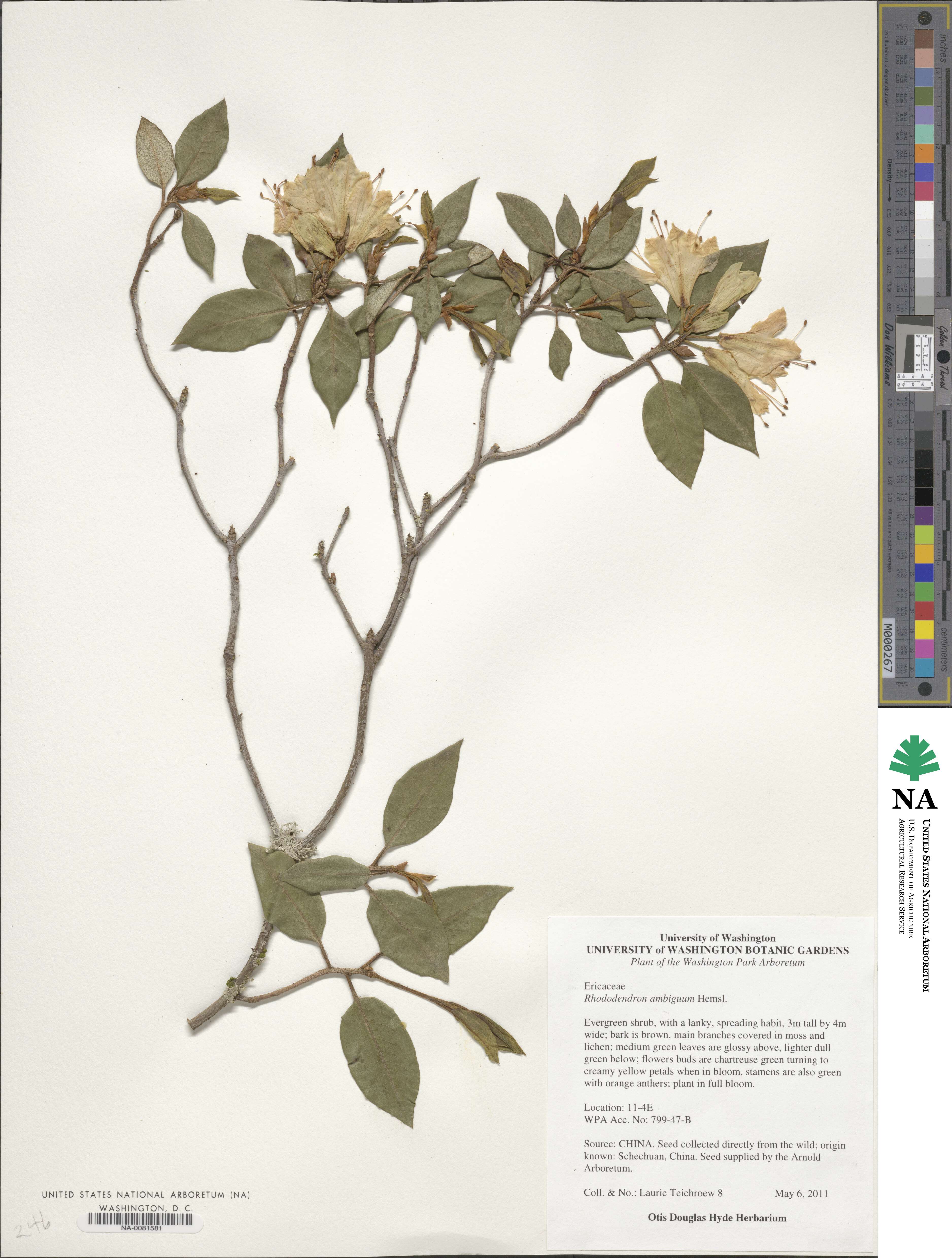 Rhododendron ambiguum image