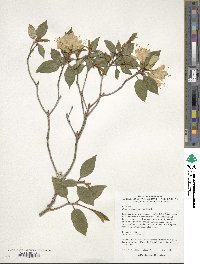 Rhododendron ambiguum image